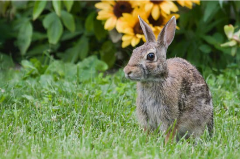 GRANULAR OR LIQUID RABBIT REPELLENT