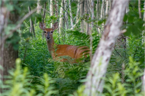 GRANULAR OR LIQUID DEER REPELLENT
