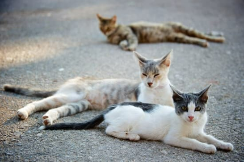 GRANULAR OR LIQUID CAT REPELLENT