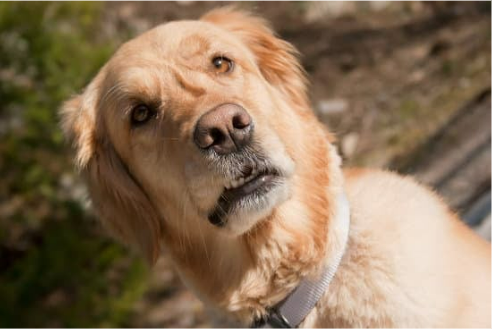 GRANULAR OR LIQUID DOG REPELLENT