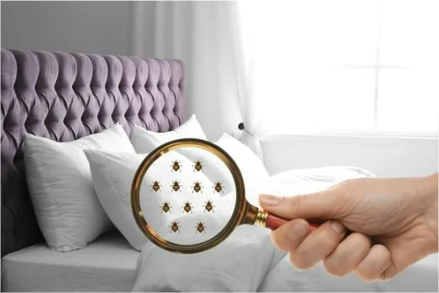 UNDERSTANDING BED BUG BEHAVIOR