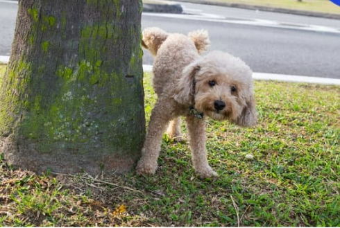 WHY DOGS MARK THEIR TERRITORY