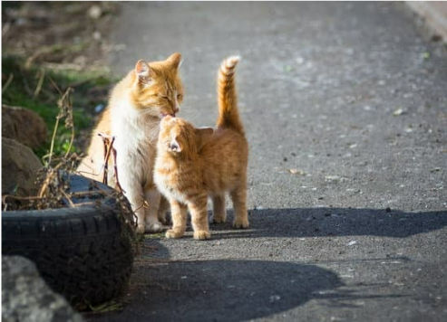 STRAY CAT REMOVAL AND CONTROL