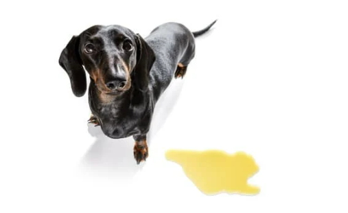 DOG SPRAYING INDOORS?