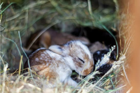 GETTING RID OF NUISANCE RABBI