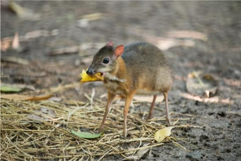 DEER MOUSE DROPPINGS