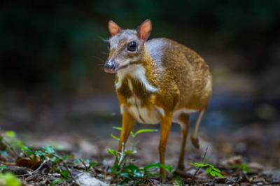 Deer Mice Facts Identification Control