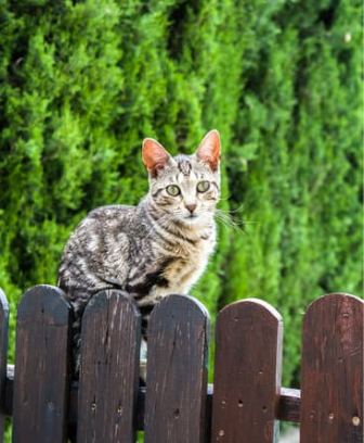 DOES CAT PROOF FENCING WORK?