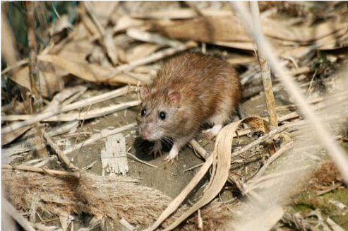 NORWAY RATS