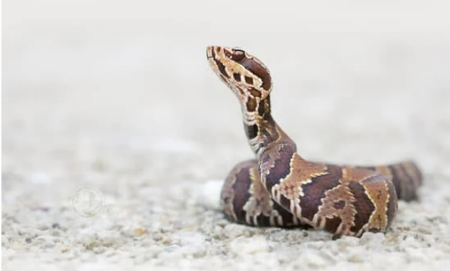 COTTONMOUTH SNAKE