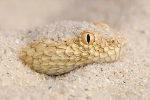 SIDEWINDER SNAKE