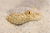 SIDEWINDER SNAKE
