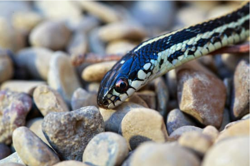 WESTERN TERRESTRIAL GARTER SNAKE