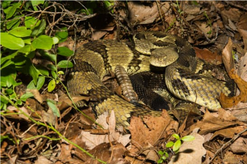 TIMBER RATTLESNAKE