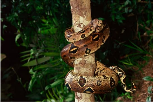 BOA SNAKE