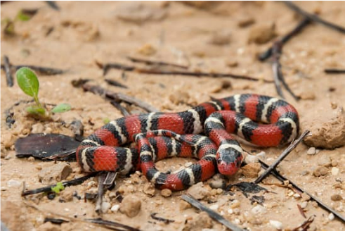 SCARLET SNAKE