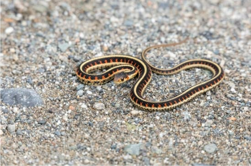 GARTER SNAKE