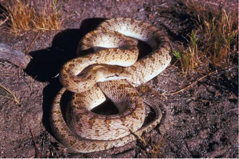 GLOSSY SNAKE