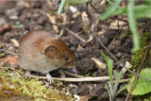 VOLES FACTS IDENTIFICATION