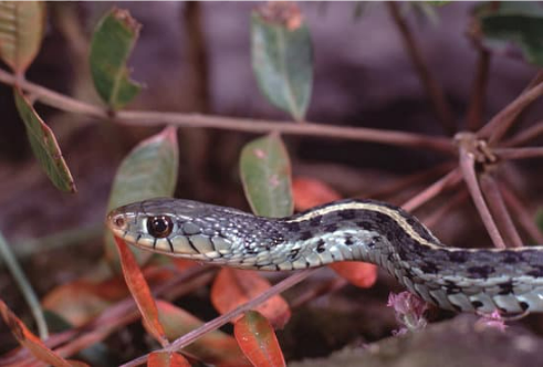 EASTERN GARTER SNAKE