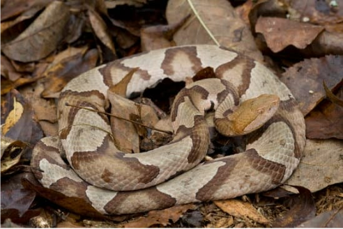Copperhead Snake