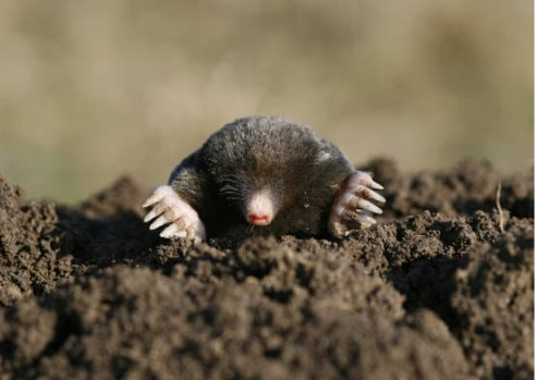 MOLES FACTS IDENTIFICATION