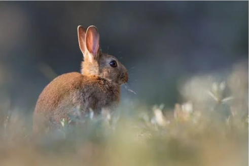 RABBITS FACTS IDENTIFICATION
