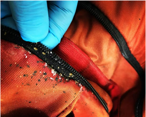 WHAT DO BED BUG DROPPINGS LOOK LIKE