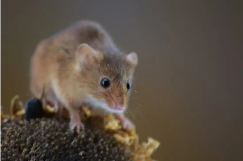 WHAT DO DEER MICE LOOK LIKE?