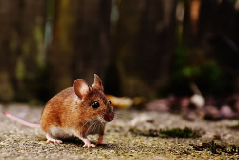 HOW TO GET RID OF DEER MICE