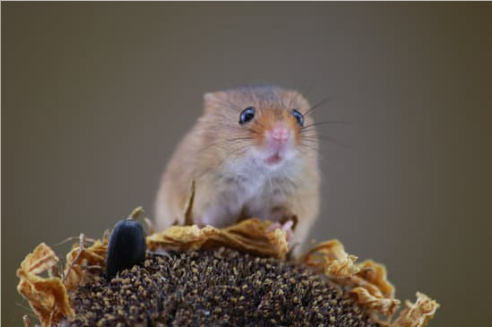 HOUSE MICE FACTS IDENTIFICATION AND CONTROL