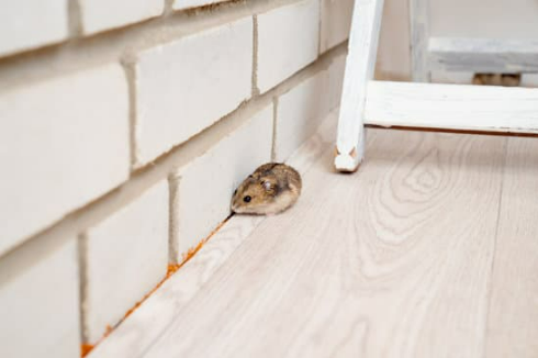 Enemies of House Mouse