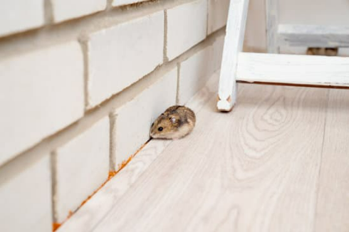 ENEMIES OF HOUSE MOUSE