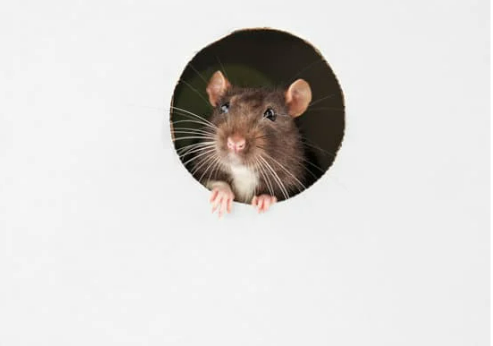 HOW TO LOCATE A DEAD HOUSE MOUSE