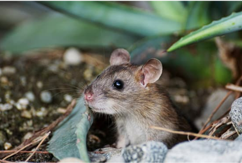 DEER MOUSE FACTS IDENTIFICATION & CONTROL