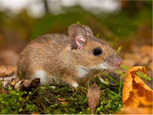 DROPPINGS OF DEER MOUSE