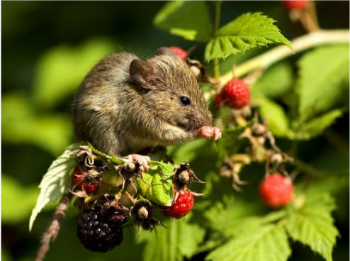 RODENTS FACTS IDENTIFICATION AND CONTROL