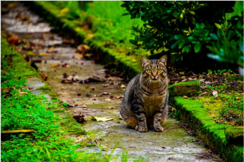 BEST CAT DETERRENT SPRAY