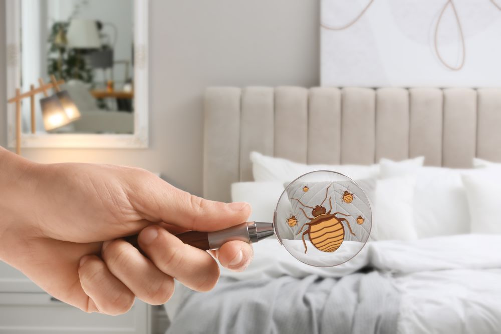 BEST BED BUG KILLER