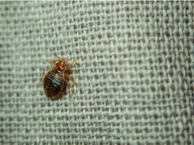 Bed Bug Killers that Work Best