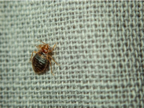 BED BUG KILLERS THAT WORK BEST