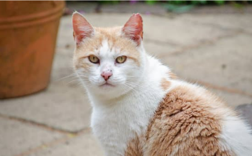 CAT DETERRENTS THAT REALLY WORK