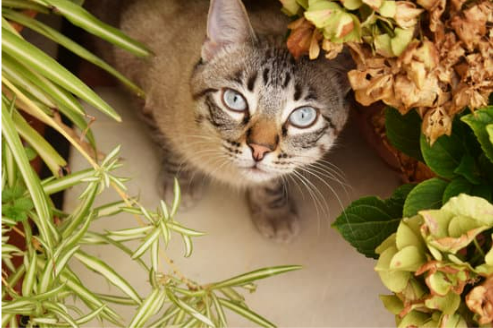 WHERE TO BUY CAT DETERRENT