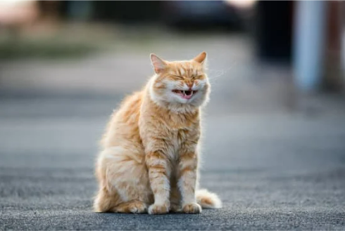 PETSAFE CAT REPELLENT