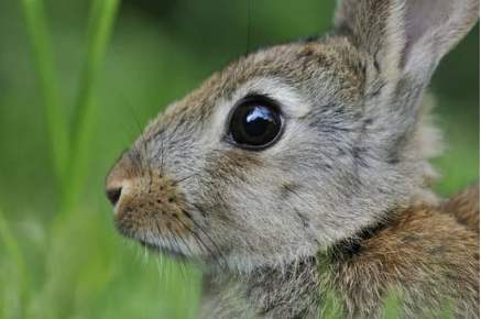 The drawbacks of using live traps to keep rabbits out of the garden
