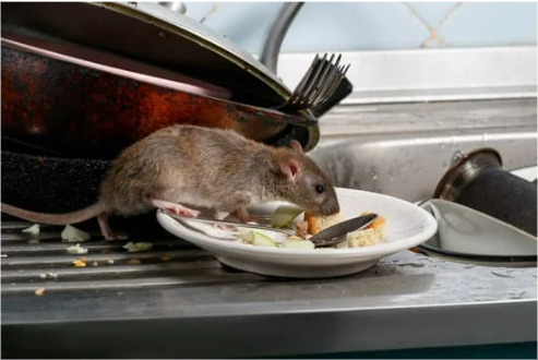 BUY RAT REPELLENTS