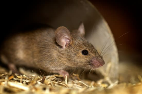 BEST MOUSE REPELLENT