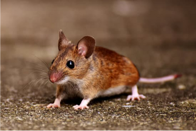 Where to Buy Mouse Repellents