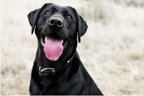 BUY THE BEST DOG REPELLENT