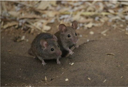 WHERE TO BUY MOUSE REPELLENT